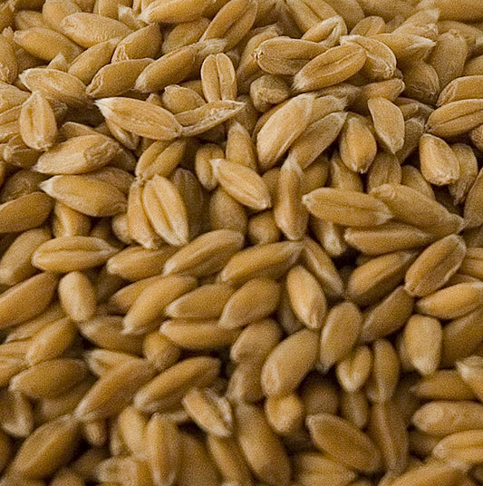 Organic 1 kg package of peeled whole spelt grains, also known as Dinkel in German